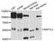 Nucleosome assembly protein 1-like 2 antibody, STJ113985, St John