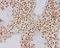 Synuclein Alpha antibody, M00215-1, Boster Biological Technology, Immunohistochemistry frozen image 