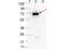 Outer surface protein C antibody, NBP2-21683, Novus Biologicals, Western Blot image 