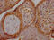 Placental Growth Factor antibody, CSB-RA280380A0HU, Cusabio, Immunohistochemistry frozen image 