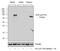 Bruton Tyrosine Kinase antibody, 44-1355G, Invitrogen Antibodies, Western Blot image 