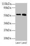 Bone Morphogenetic Protein 3 antibody, CSB-PA002739LA01HU, Cusabio, Western Blot image 