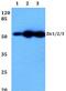 Zic Family Member 1 antibody, PA5-36307, Invitrogen Antibodies, Western Blot image 