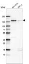 WD Repeat And HMG-Box DNA Binding Protein 1 antibody, HPA001122, Atlas Antibodies, Western Blot image 