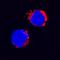 Interleukin 1 Beta antibody, BAF1796, R&D Systems, Immunocytochemistry image 