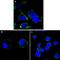 Reticulon 3 antibody, GTX83351, GeneTex, Immunofluorescence image 