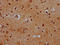 Hes Family BHLH Transcription Factor 5 antibody, LS-C680592, Lifespan Biosciences, Immunohistochemistry paraffin image 