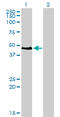 Paired Box 2 antibody, LS-B4389, Lifespan Biosciences, Western Blot image 