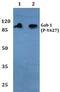 GRB2 Associated Binding Protein 1 antibody, PA5-36846, Invitrogen Antibodies, Western Blot image 