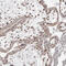 T-Box 5 antibody, HPA008786, Atlas Antibodies, Immunohistochemistry frozen image 