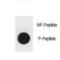 TSC Complex Subunit 1 antibody, LS-C157954, Lifespan Biosciences, Dot Blot image 