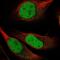 HDGF Like 2 antibody, PA5-60650, Invitrogen Antibodies, Immunofluorescence image 