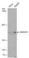 Gem Nuclear Organelle Associated Protein 5 antibody, PA5-78459, Invitrogen Antibodies, Western Blot image 