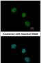 Elongator Acetyltransferase Complex Subunit 4 antibody, PA5-29370, Invitrogen Antibodies, Immunofluorescence image 