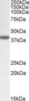 ER Lipid Raft Associated 1 antibody, MBS422090, MyBioSource, Western Blot image 