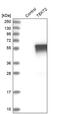 Tektin-2 antibody, PA5-55627, Invitrogen Antibodies, Western Blot image 
