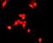 Histone H3 antibody, TA354935, Origene, Immunofluorescence image 