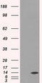 Inhibitor Of DNA Binding 3, HLH Protein antibody, M01379, Boster Biological Technology, Western Blot image 