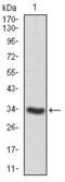 Protein Tyrosine Phosphatase Non-Receptor Type 11 antibody, GTX60640, GeneTex, Western Blot image 