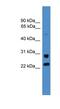Malectin antibody, NBP1-91602, Novus Biologicals, Western Blot image 