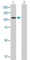 BEN Domain Containing 2 antibody, H00139105-B01P, Novus Biologicals, Western Blot image 