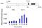 Mitogen-Activated Protein Kinase 8 antibody, MA5-15228, Invitrogen Antibodies, Chromatin Immunoprecipitation image 