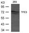 Transcription Factor Binding To IGHM Enhancer 3 antibody, A01791-1, Boster Biological Technology, Western Blot image 