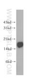 CD247 Molecule antibody, 12837-2-AP, Proteintech Group, Western Blot image 