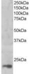 Mago Homolog, Exon Junction Complex Subunit antibody, GTX89780, GeneTex, Western Blot image 