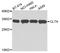 Clathrin Light Chain A antibody, STJ23172, St John