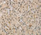 Napsin A Aspartic Peptidase antibody, MBS2521544, MyBioSource, Immunohistochemistry frozen image 