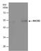 Nucleobindin 2 antibody, PA5-78096, Invitrogen Antibodies, Immunoprecipitation image 