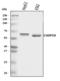 Caspase 10 antibody, A02190-2, Boster Biological Technology, Western Blot image 