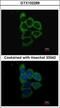 Proteasome 26S Subunit, Non-ATPase 2 antibody, GTX102289, GeneTex, Immunofluorescence image 