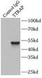 Tyrosyl-DNA Phosphodiesterase 2 antibody, FNab09098, FineTest, Immunoprecipitation image 