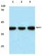 Apolipoprotein L2 antibody, PA5-36425, Invitrogen Antibodies, Western Blot image 
