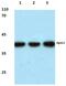 Apolipoprotein L2 antibody, PA5-36425, Invitrogen Antibodies, Western Blot image 