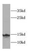 Ubiquitin-like protein FUBI antibody, FNab03024, FineTest, Western Blot image 
