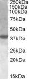 X-box-binding protein 1 antibody, MBS421063, MyBioSource, Western Blot image 