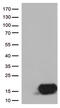 Cystatin B antibody, TA813050S, Origene, Western Blot image 