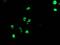 TLE Family Member 1, Transcriptional Corepressor antibody, MA5-26424, Invitrogen Antibodies, Immunocytochemistry image 