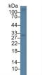 CD7 Molecule antibody, LS-C374244, Lifespan Biosciences, Western Blot image 