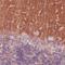 Tetraspanin 7 antibody, NBP2-52894, Novus Biologicals, Immunohistochemistry frozen image 