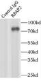 RNA Polymerase II Associated Protein 2 antibody, FNab07397, FineTest, Immunoprecipitation image 