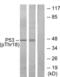 p53 antibody, LS-C117449, Lifespan Biosciences, Western Blot image 