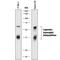 Legumain antibody, AF2058, R&D Systems, Western Blot image 