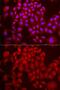 DDB1 And CUL4 Associated Factor 7 antibody, GTX33146, GeneTex, Immunofluorescence image 