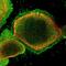 Symplekin antibody, NBP1-92464, Novus Biologicals, Immunofluorescence image 