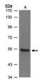 Zinc Finger Protein 157 antibody, PA5-27966, Invitrogen Antibodies, Western Blot image 