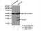 Ribosomal Protein L10a antibody, 16681-1-AP, Proteintech Group, Immunoprecipitation image 